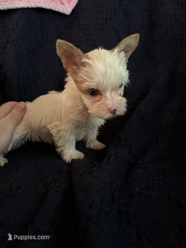 Girl 2  – Yorkshire Terrier puppy for sale in Bryson City, NC