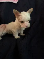 Girl 2 , a female Yorkshire Terrier for sale in Bryson City, NC – 1 of 2