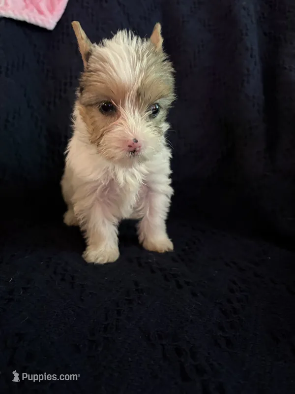 Girl 3 – Yorkshire Terrier puppy for sale in Bryson City, NC