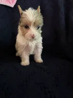 Girl 3, a female Yorkshire Terrier for sale in Bryson City, NC – 1 of 2