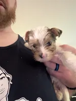 Boy 1, a male Yorkshire Terrier for sale in Bryson City, NC – 2 of 3