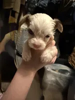 Girl 2 , a female Yorkshire Terrier for sale in Bryson City, NC – 2 of 2