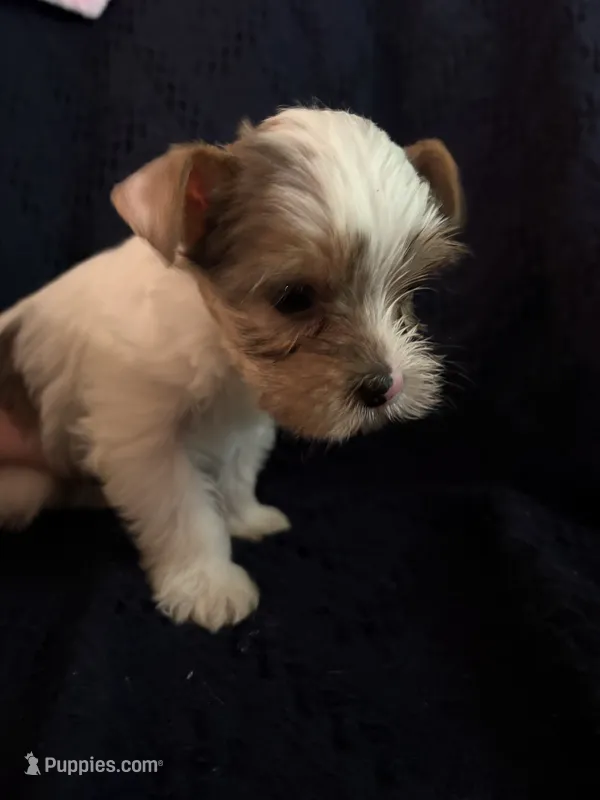 Boy 1 – Yorkshire Terrier puppy for sale in Bryson City, NC