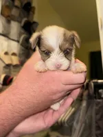 Girl 3, a female Yorkshire Terrier for sale in Bryson City, NC – 2 of 2