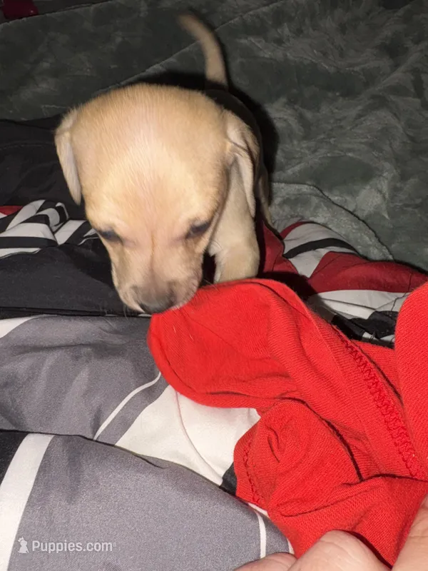Winston – Beagle, Chihuahua puppy for sale in Dansville, NY