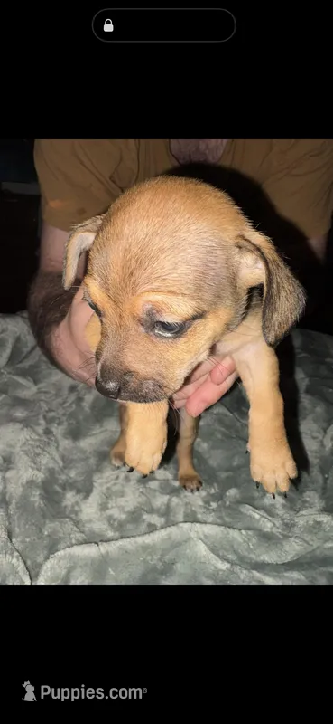 Boo – Beagle, Chihuahua puppy for sale in Dansville, NY
