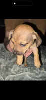 Boo, a male Beagle and Chihuahua for sale in Dansville, NY – 1 of 1