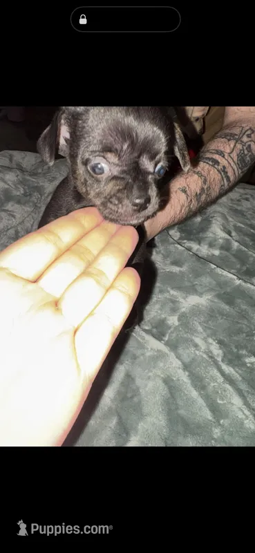 Cooper – Beagle, Chihuahua puppy for sale in Dansville, NY