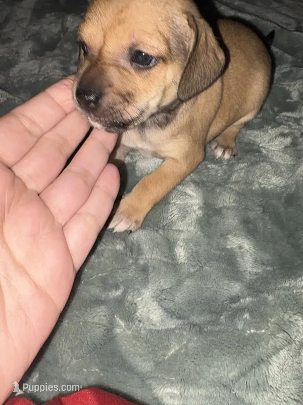 Buddy – Beagle, Chihuahua puppy for sale in Dansville, NY