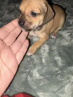 Buddy, a male Beagle and Chihuahua for sale in Dansville, NY – 1 of 1