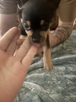 Spencer , a male Beagle and Chihuahua for sale in Dansville, NY – 2 of 2