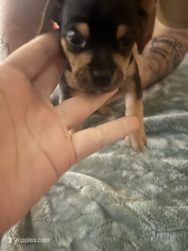 Spencer  – Beagle, Chihuahua puppy for sale in Dansville, NY