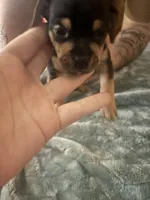 Spencer , a male Beagle and Chihuahua for sale in Dansville, NY – 1 of 2