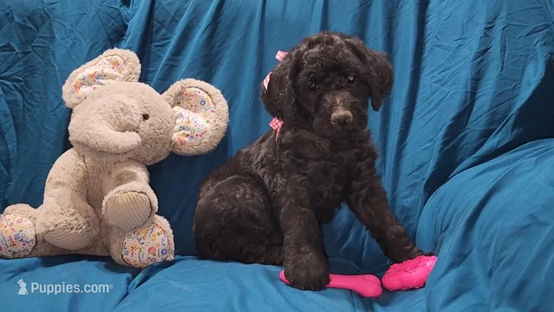 F1B- Darla – Labradoodle, Poodle - Standard  puppy for sale in Maxwell, NM