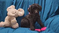 F1B- Darla, a female Labradoodle and Poodle - Standard  for sale in Maxwell, NM – 1 of 1