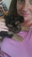 Duke, a male Miniature Aussiedoodle for sale in Maxwell, NM – 2 of 4