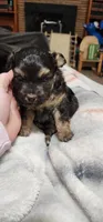 Duke, a male Miniature Aussiedoodle for sale in Maxwell, NM – 3 of 4