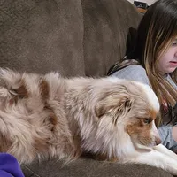 Turbo, a male Toy Australian Shepherd for sale in Maxwell, NM – Photo 2 of 6