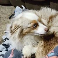 Turbo, a male Toy Australian Shepherd for sale in Maxwell, NM – Photo 4 of 6