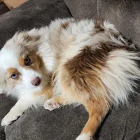 Turbo, a male Toy Australian Shepherd for sale in Maxwell, NM – Photo 5 of 6