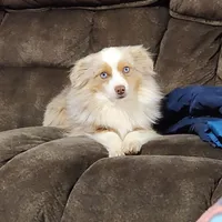Turbo, a male Toy Australian Shepherd for sale in Maxwell, NM – Photo 3 of 6