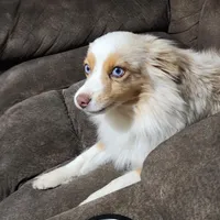 Turbo, a male Toy Australian Shepherd for sale in Maxwell, NM – Photo 6 of 6