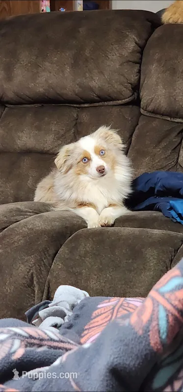 Turbo, a male Toy Australian Shepherd for sale in Maxwell, NM – Photo 1 of 6