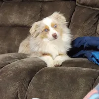 Turbo, a male Toy Australian Shepherd for sale in Maxwell, NM – Photo 1 of 6