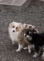 Butters, a male Miniature Aussiedoodle for sale in Maxwell, NM – Photo 3 of 3
