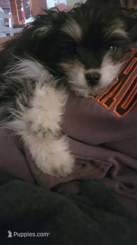 Butters – Miniature Aussiedoodle puppy for sale in Maxwell, NM