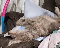 Scotch, a male Labradoodle for sale in Maxwell, NM – Photo 4 of 4