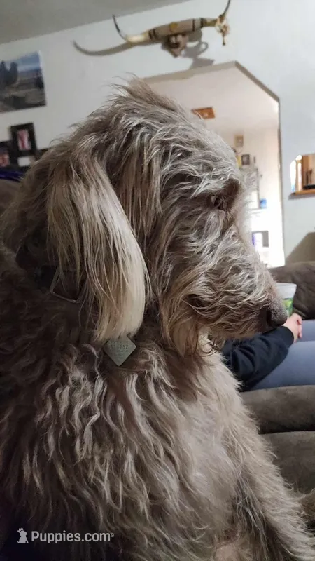 Scotch – Labradoodle puppy for sale in Maxwell, NM