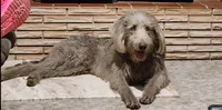Scotch, a male Labradoodle for sale in Maxwell, NM – Photo 2 of 4