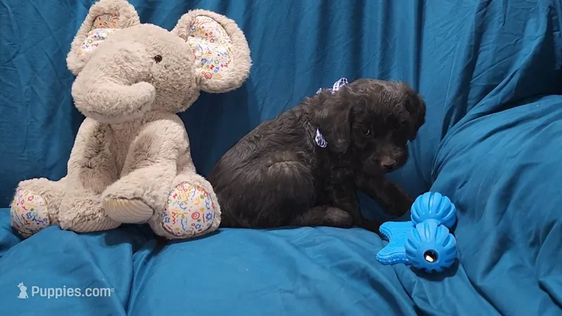 F1b- Alfalfa, a male Labradoodle and Poodle - Standard  for sale in Maxwell, NM – 1 of 2