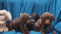F1b- Alfalfa, a male Labradoodle and Poodle - Standard  for sale in Maxwell, NM – 2 of 2