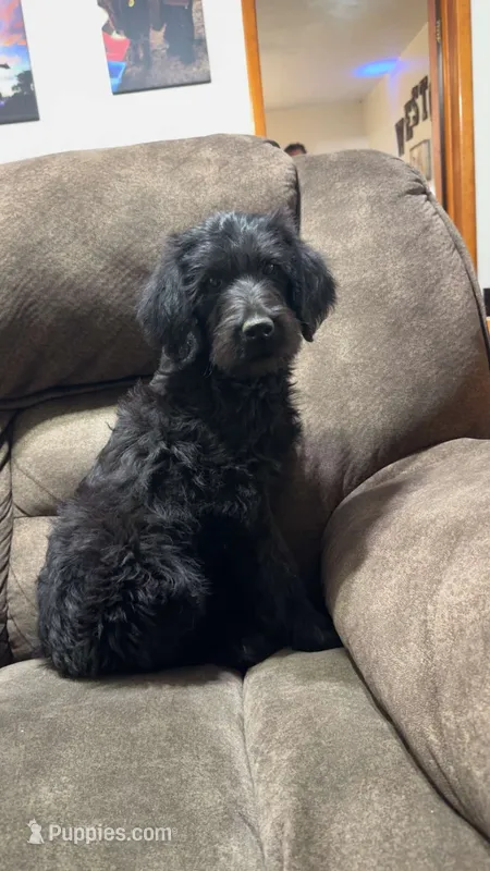 F1b- Alfalfa – Labradoodle, Poodle - Standard  puppy for sale in Maxwell, NM