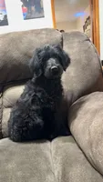 F1b- Alfalfa, a male Labradoodle and Poodle - Standard  for sale in Maxwell, NM – 1 of 4