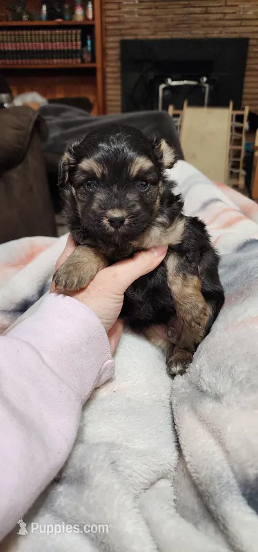 Duke – Miniature Aussiedoodle puppy for sale in Maxwell, NM