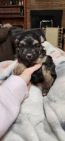 Duke, a male Miniature Aussiedoodle for sale in Maxwell, NM – 1 of 4