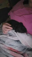 Daisy- toy- free to good home, a female Miniature Aussiedoodle for sale in Maxwell, NM – 2 of 2