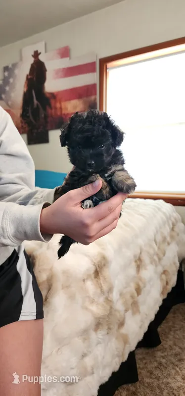 Daisy- toy- free to good home – Miniature Aussiedoodle puppy for sale in Maxwell, NM