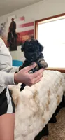 Daisy- toy- free to good home, a female Miniature Aussiedoodle for sale in Maxwell, NM – 1 of 2