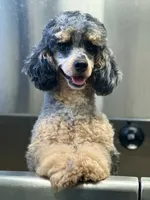 "Paisley" Merle Female , a female Poodle - Toy  and Poodle - Miniature  for sale in Phoenix, AZ – 3 of 3