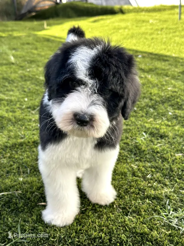Standard F1 Sheepadoodle – Sheepadoodle puppy for sale in Phoenix, AZ