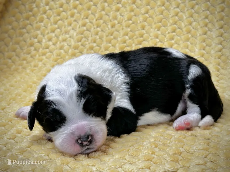 Standard F1 Sheepadoodle