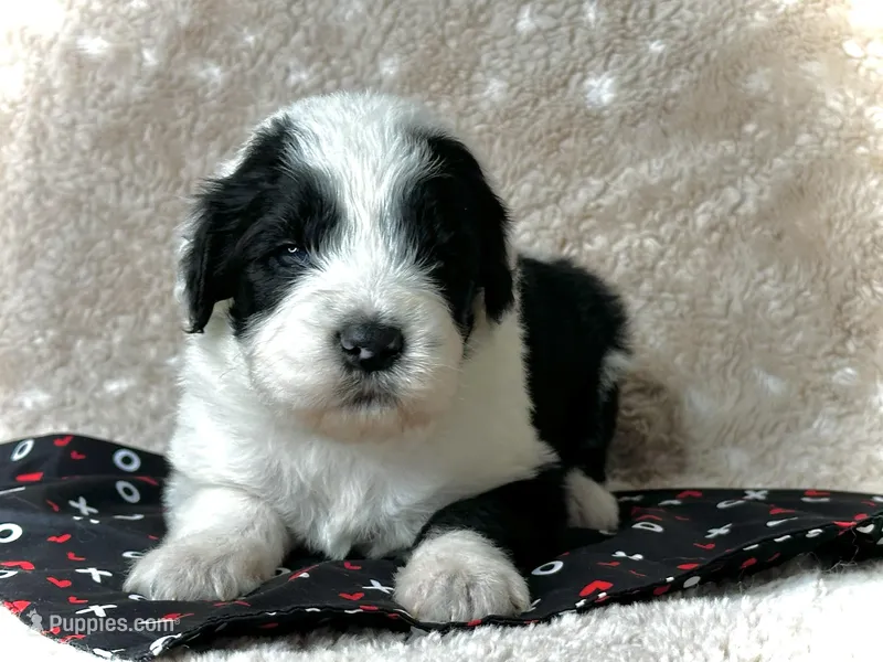 Standard F1 Sheepadoodle