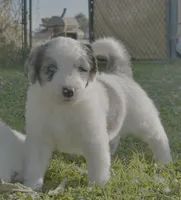 Sheepadoodle Male, a male Sheepadoodle for sale in Phoenix, AZ – Photo 2 of 4