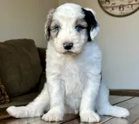 Sheepadoodle Male, a male Sheepadoodle for sale in Phoenix, AZ – Photo 4 of 4