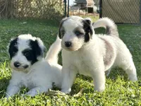 Sheepadoodle Male, a male Sheepadoodle for sale in Phoenix, AZ – Photo 3 of 4