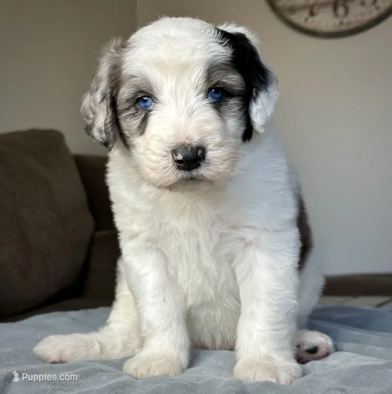 Sheepadoodle Male